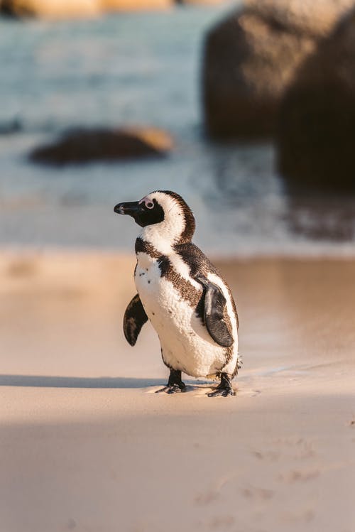 有关企鵝, 動物, 動物攝影的免费素材图片