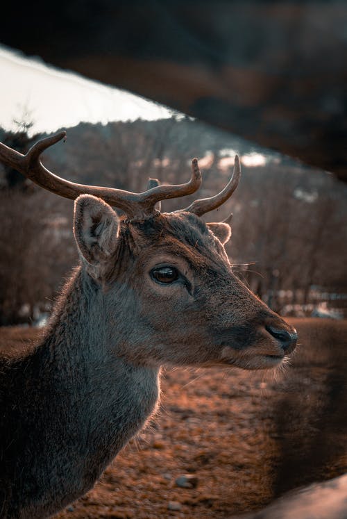 有关動物, 動物攝影, 哺乳動物的免费素材图片