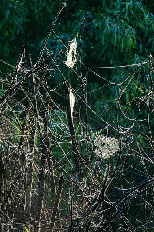 有关分支機構, 垂直拍摄, 戶外的免费素材图片