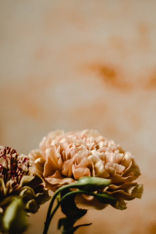 移轴镜头中的白花 · 免费素材图片