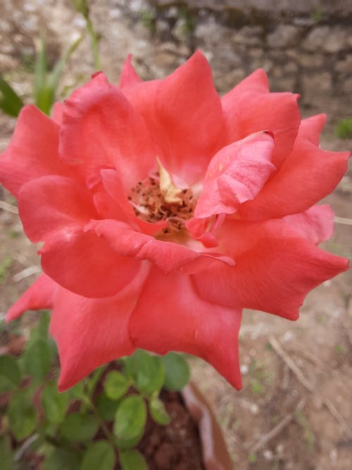 有关垂直拍摄, 植物群, 特写的免费素材图片