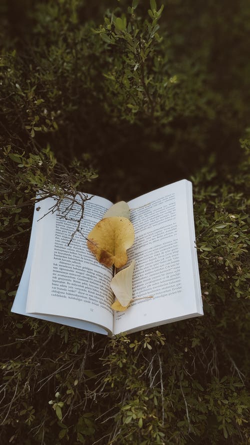 有关垂直拍摄, 打開, 文獻的免费素材图片