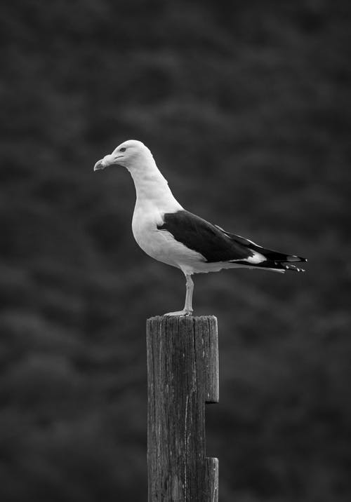 有关動物, 原本, 大黑背鸥的免费素材图片