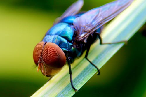 有关動物攝影, 小, 很小的的免费素材图片