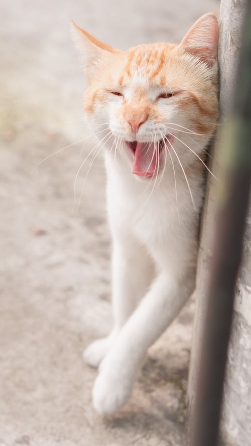 有关垂直拍摄, 家畜, 寵物的免费素材图片