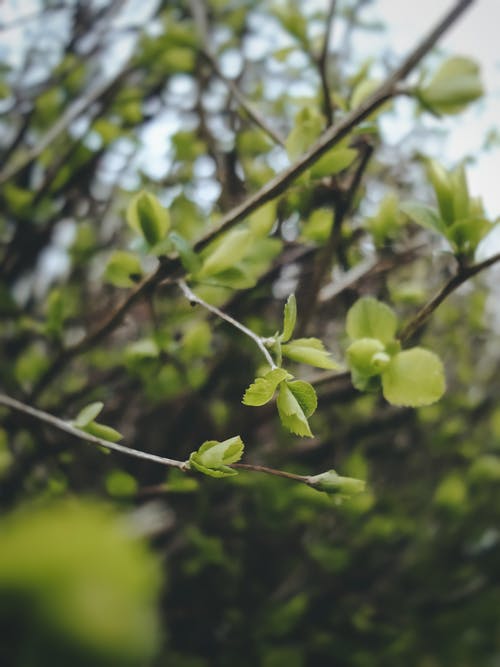 有关垂直拍摄, 天性, 樹枝的免费素材图片