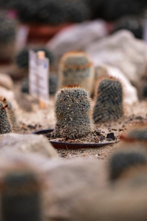 有关仙人掌, 垂直拍摄, 多刺的免费素材图片