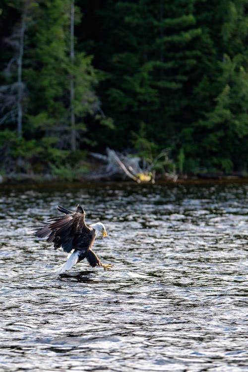 有关動物, 垂直拍摄, 捕捉的免费素材图片
