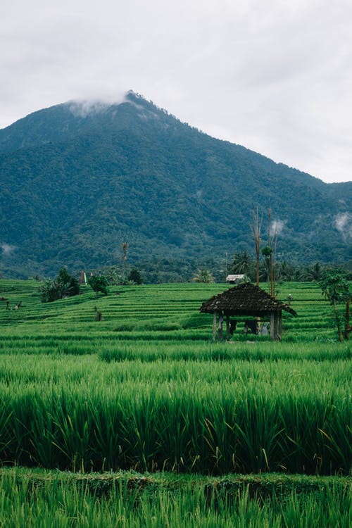 有关垂直拍摄, 山, 稻田的免费素材图片