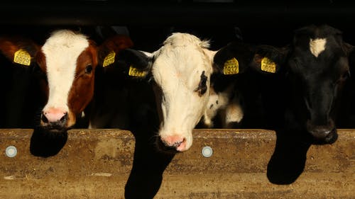 有关公牛, 動物, 哺乳動物的免费素材图片