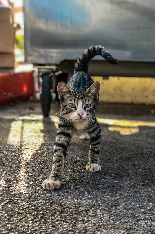 有关動物, 可愛, 可愛的的免费素材图片