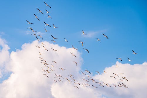 有关一群鳥, 動物, 天空的免费素材图片