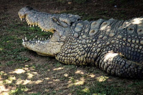 有关crocodylus porosus, 動物攝影, 危險的免费素材图片