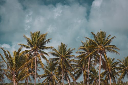 有关多雲的天空, 棕櫚樹, 熱帶的免费素材图片