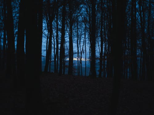 有关令人不寒而慄的, 分支機構, 剪影的免费素材图片