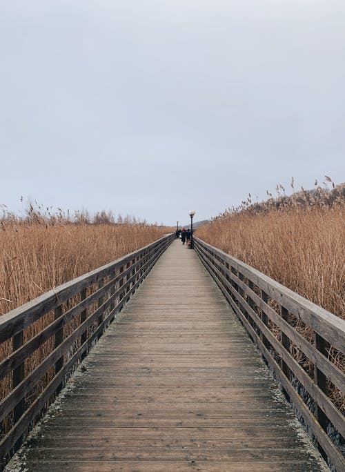 有关垂直拍摄, 戶外, 木的免费素材图片