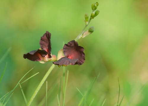 有关增長, 天性, 微妙的免费素材图片