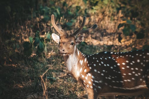 有关動物, 動物攝影, 哺乳動物的免费素材图片