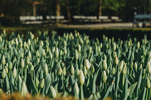 有关植物群, 綠色, 花田的免费素材图片