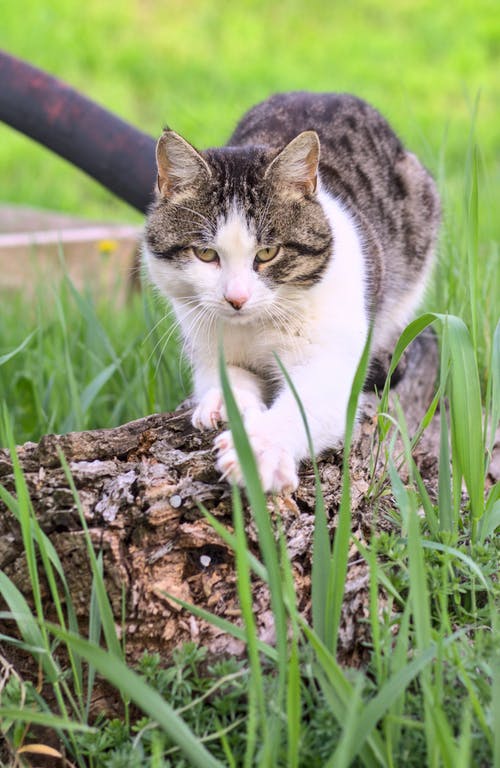 有关動物攝影, 垂直拍摄, 寵物的免费素材图片
