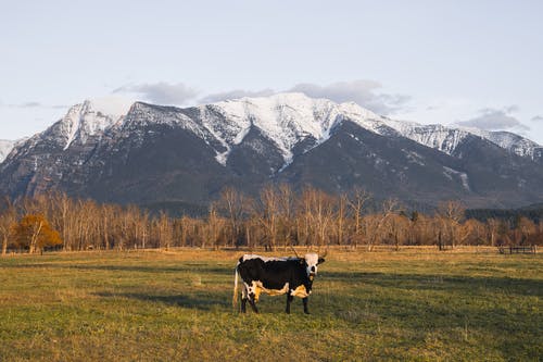 有关動物攝影, 哺乳動物, 家畜的免费素材图片
