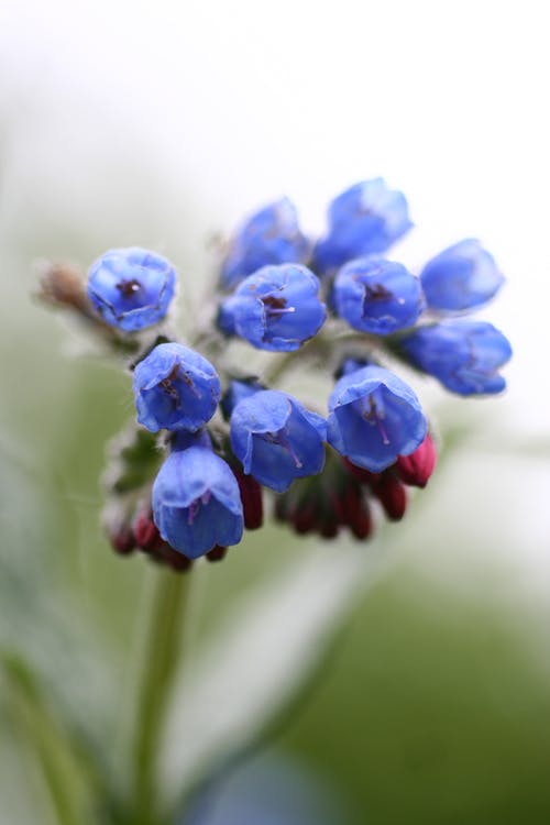 倾斜移位透镜中的蓝色花蕾 · 免费素材图片