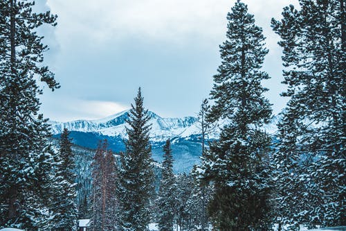 有关冬季, 冷, 冷杉的免费素材图片