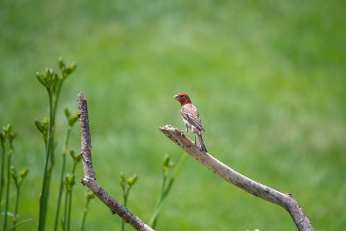 有关棲息, 雀, 鳥的免费素材图片