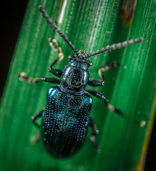 有关動物, 微距拍摄, 昆蟲的免费素材图片