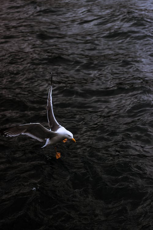 有关垂直拍摄, 水鳥, 海水的免费素材图片