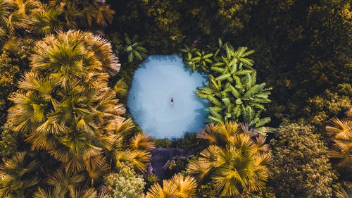 绿色和棕色的松树 · 免费素材图片