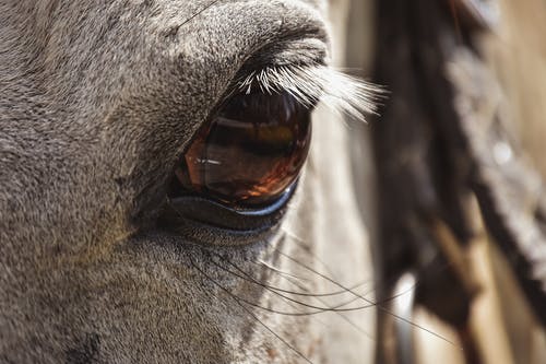 有关動物, 動物攝影, 哺乳動物的免费素材图片