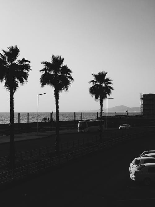 有关剪影, 垂直的, 棕櫚樹的免费素材图片