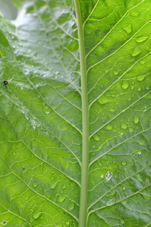 绿叶上的黑蚂蚁 · 免费素材图片