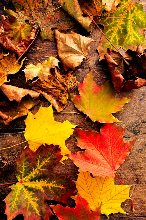 有关乾燥, 垂直拍摄, 壁紙的免费素材图片