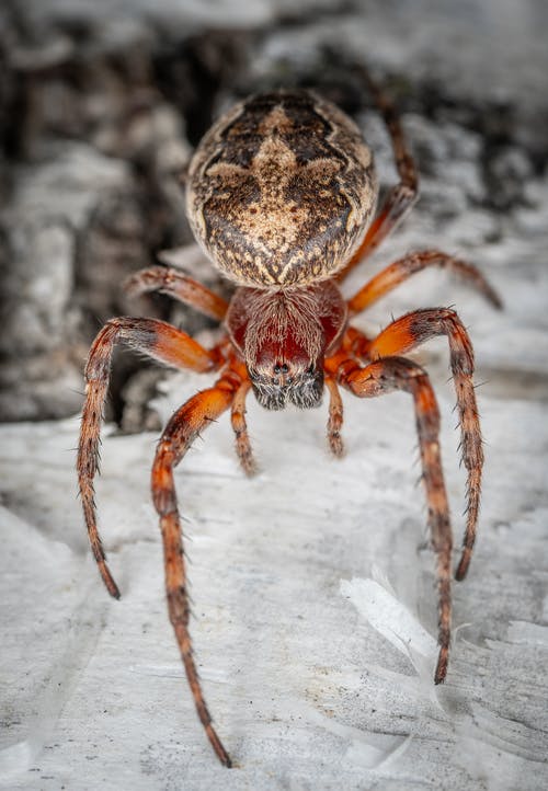 有关動物, 垂直拍摄, 天性的免费素材图片