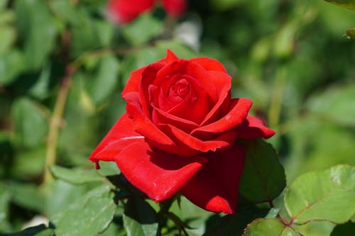 有关漂亮, 特写, 紅玫瑰的免费素材图片