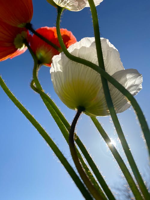 有关垂直拍摄, 幹, 微妙的免费素材图片