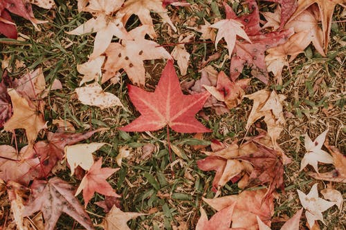 有关秋天, 草, 落葉的免费素材图片