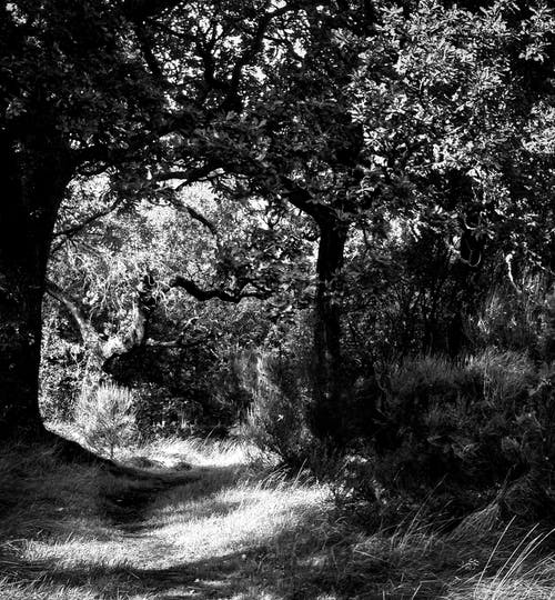 有关單色, 小徑, 日光的免费素材图片