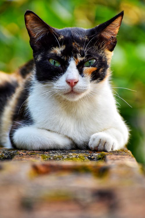 有关休息, 凝視, 動物的免费素材图片