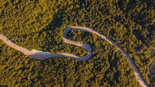 有关森林, 樹木, 樹林的免费素材图片