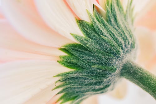 有关宏觀, 幹, 粉紅色的免费素材图片