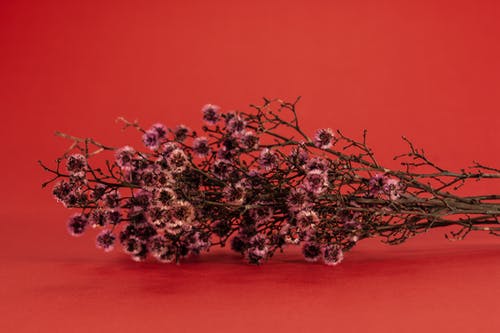 有关干花, 微妙, 植物群的免费素材图片