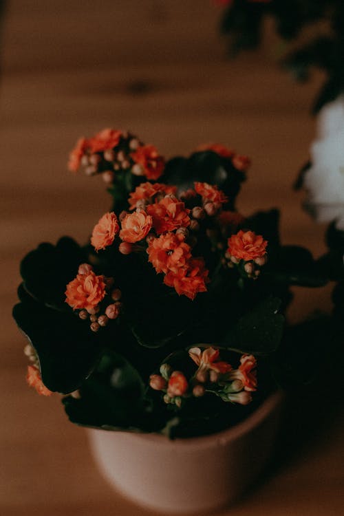 有关俯視圖, 垂直拍摄, 头顶射击的免费素材图片