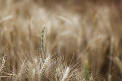 有关大麥, 小麥, 微距攝影的免费素材图片