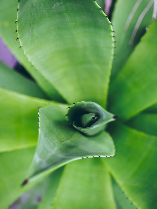 有关垂直拍摄, 天性, 植物學的免费素材图片