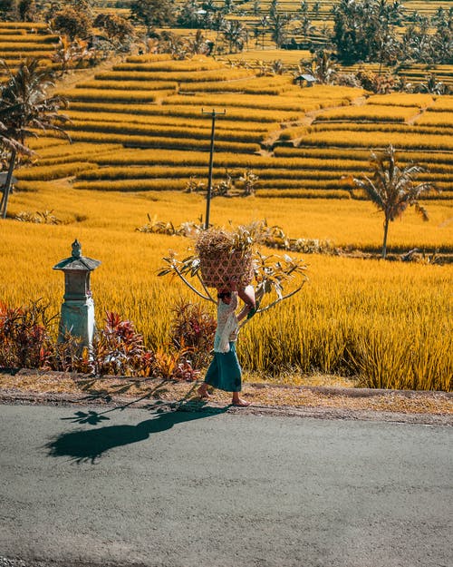 有关印尼, 垂直拍摄, 女人的免费素材图片