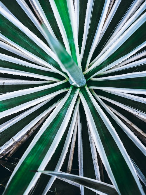 有关垂直拍摄, 天性, 植物學的免费素材图片