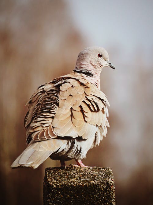 有关動物, 動物攝影, 垂直拍摄的免费素材图片